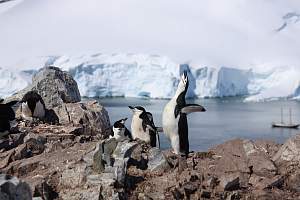 Круиз Парусная экспедиция к Антарктическому полуострову на судне Eldorado (с однократным перелетом через пролив Дрейка)