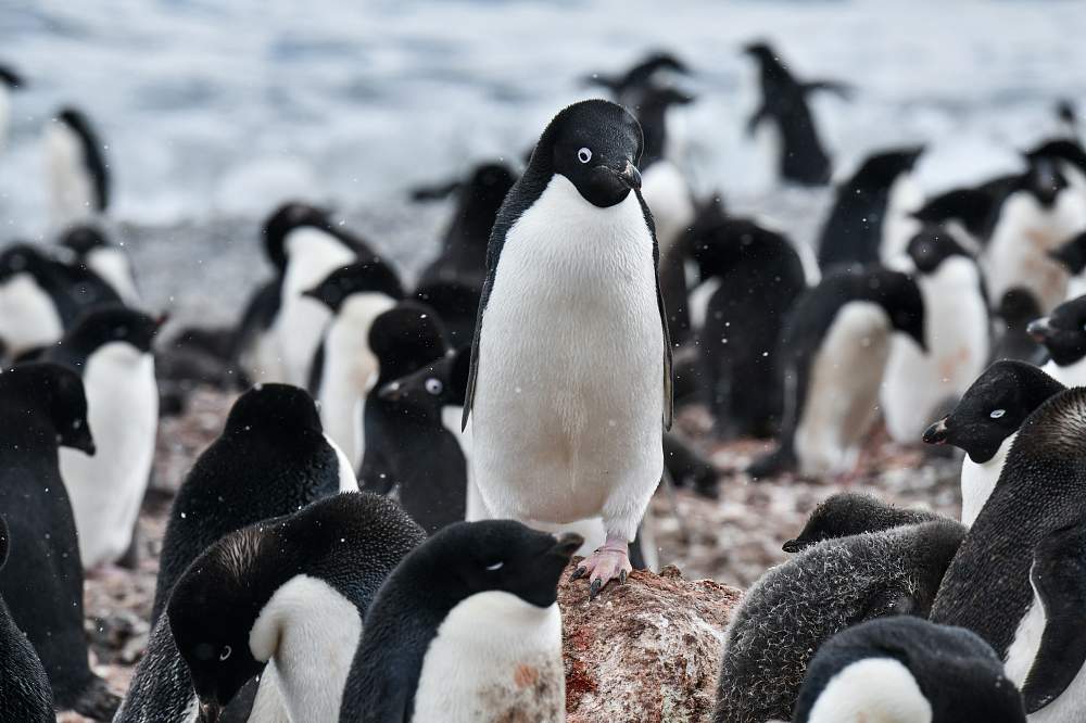 Экспедиционный круиз в Антарктику «Новый год #NEXT_YEAR# в Антарктиде» на роскошном судне Scenic Eclipse