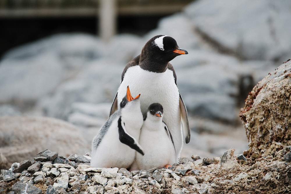 Экспедиционный круиз к Антарктическому полуострову «Антарктида и Южный полярный круг. Путешествие на Крайний Юг» на судне «Си Спирит»