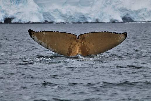 Круиз Экспедиционный круиз в Антарктиду «Пересекая полярный круг» на судне Ortelius (16 дней)