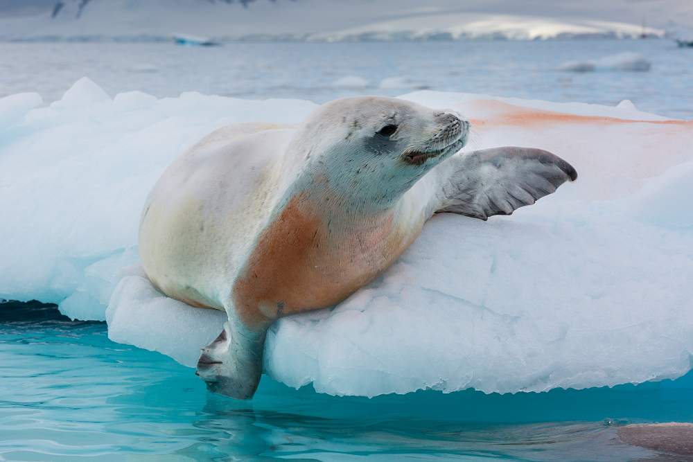Экспедиционный круиз к Антарктическому полуострову «За Полярным кругом» на мега-яхте SH Diana
