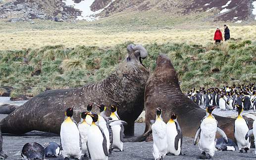 Круиз Экспедиционный круиз в Антарктику «Южная Георгия, Фолклендские острова и Антарктида» на судне ледового класса Hondius