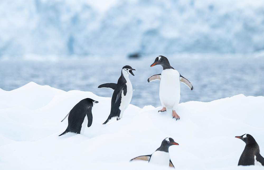 Экспедиционный круиз на мега-яхте SH Minerva «Эхо морей. Фантастическое путешествие из Антарктиды в Новую Зеландию»
