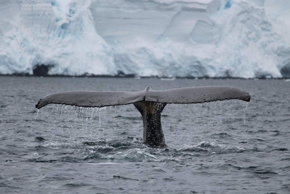 Экспедиционный круиз к Антарктическому полуострову на судне ледового класса Plancius с наблюдением за китами (10 дней)