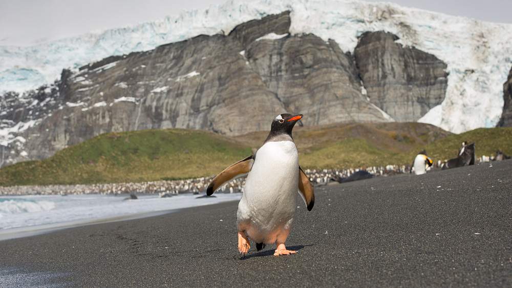 Экспедиционный круиз к Антарктическому полуострову «Вся Антарктика в одном путешествии» на судне «Си Спирит» (23 дня)