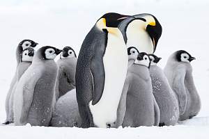 Круиз Активный тур в Антарктиду «Полет на Южный полюс и посещение колонии императорских пингвинов»