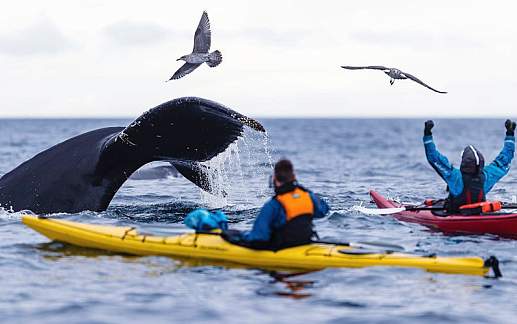 Круиз Экспедиционный круиз к Антарктическому полуострову «Активные приключения в Антарктике» на судне Plancius