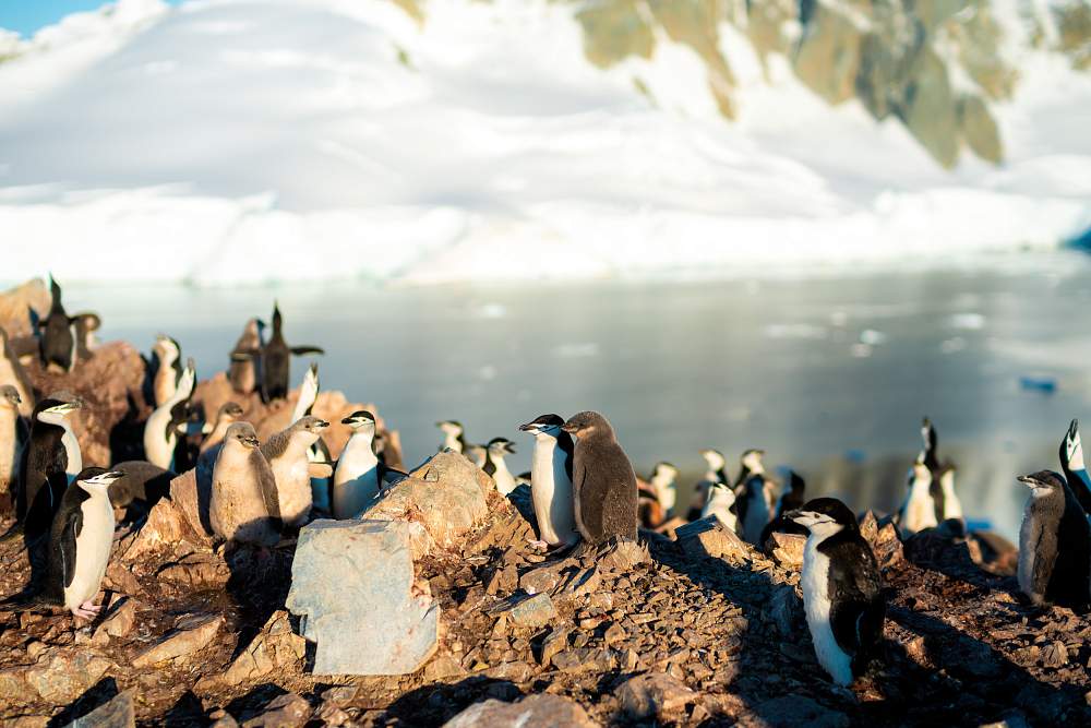 Парусная экспедиция к Антарктическому полуострову на судне Scorpius (с однократным перелетом через пролив Дрейка) (Пунта-Аренас – Ушуайя)